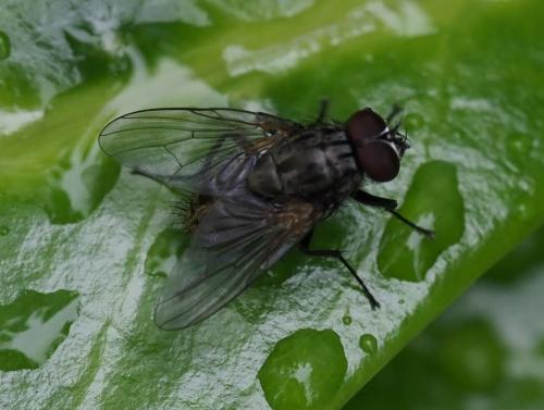 Helina sp.